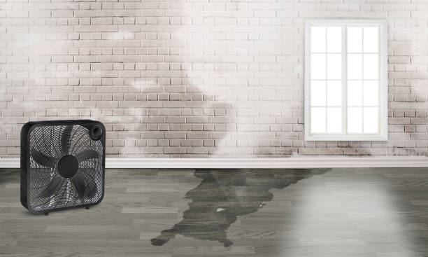 Best Local water damage restoration  in Washington, NC